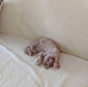 Meet your Posher, Diana